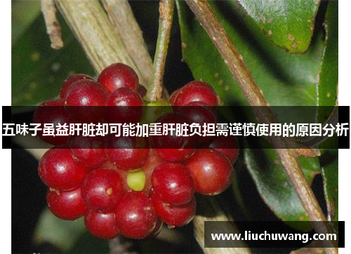 五味子虽益肝脏却可能加重肝脏负担需谨慎使用的原因分析