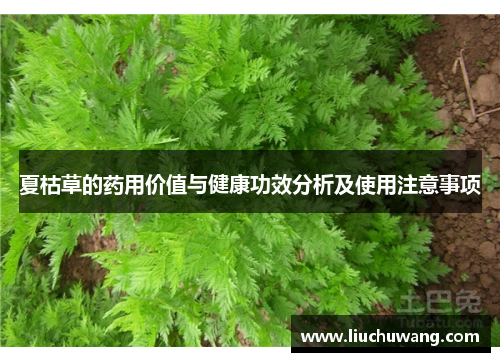 夏枯草的药用价值与健康功效分析及使用注意事项