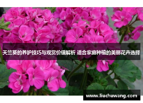 天竺葵的养护技巧与观赏价值解析 适合家庭种植的美丽花卉选择
